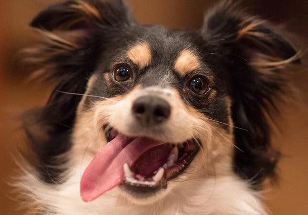 The history of dog toys: from campfire bones to smart enrichment