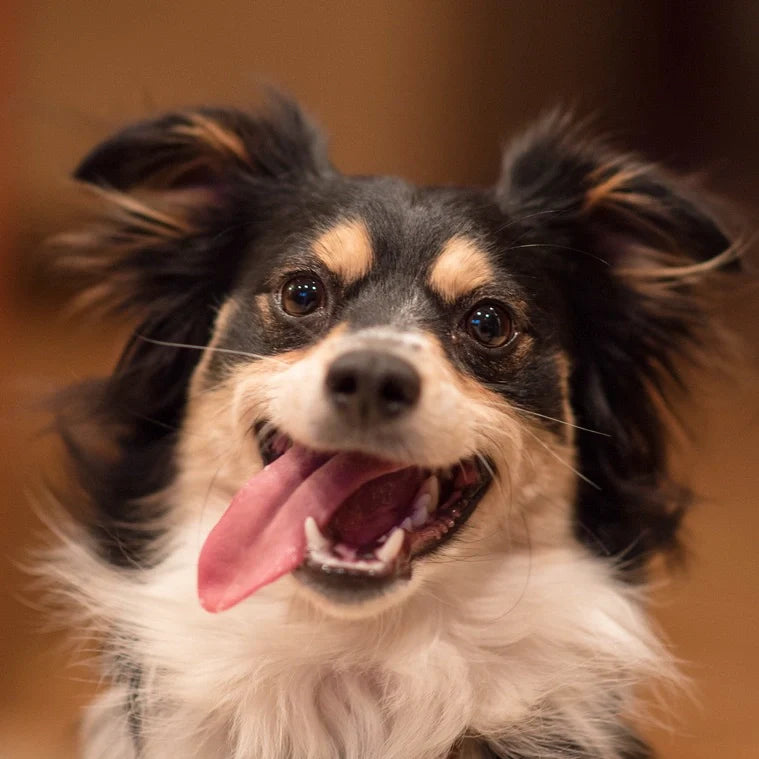 The history of dog toys: from campfire bones to smart enrichment