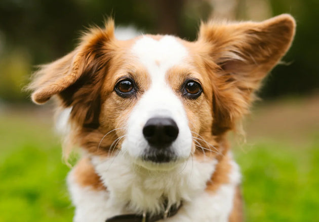 Safety first: choosing and using dog toys without worry