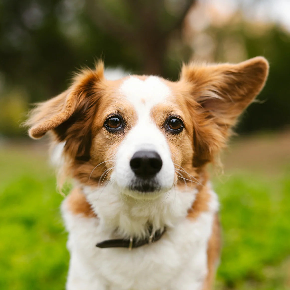 Safety first: choosing and using dog toys without worry