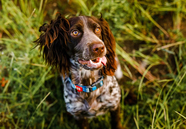 Cleaning and longevity: how to keep dog toys fresh, safe, and interesting