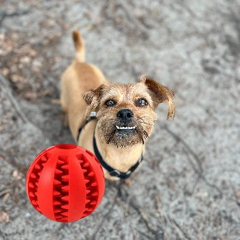 Dog toy for boredom, rodents and biting, interactive chew ball toy, toys for playing and chewing.